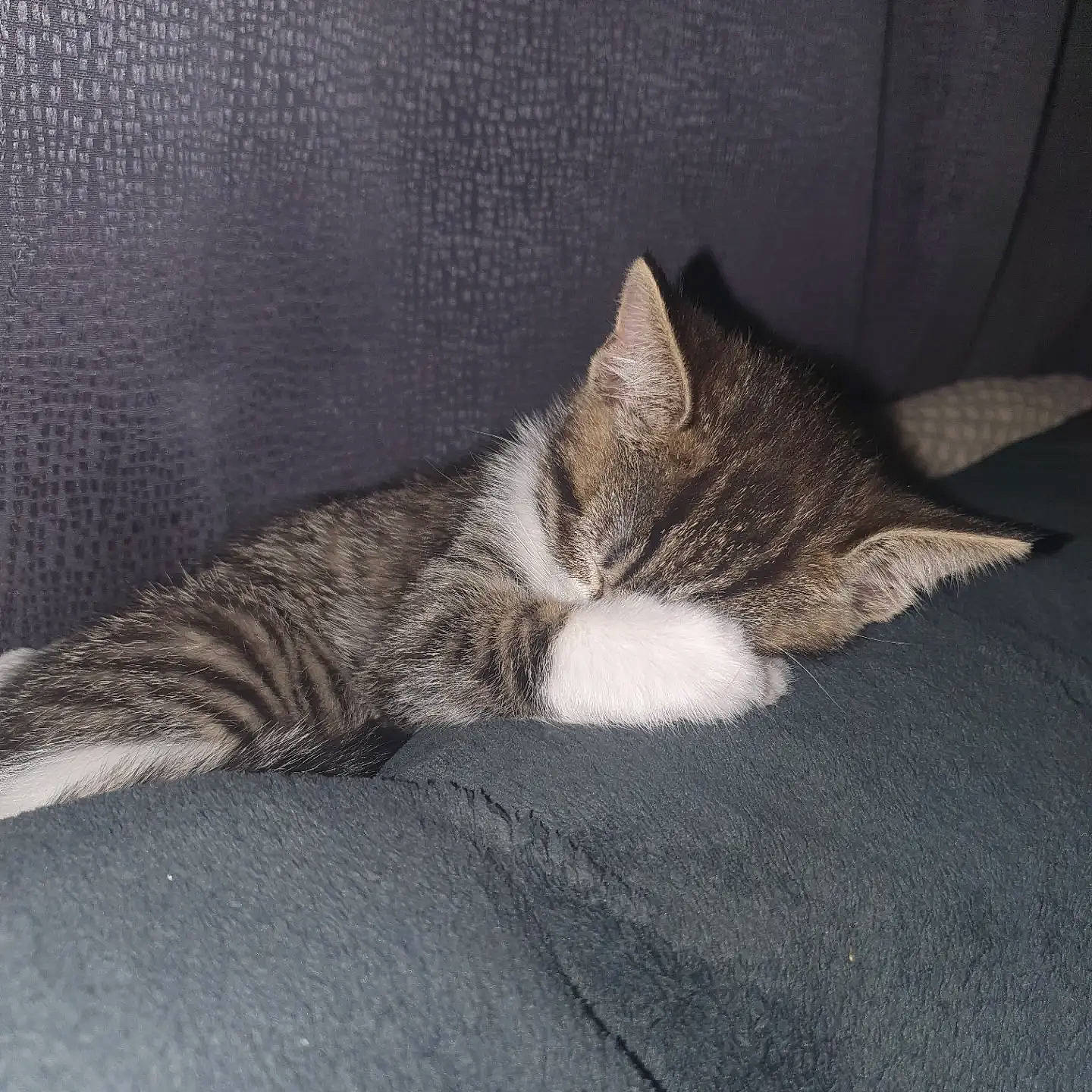 Kitty a rejoint le concours — aidez-le/la à gagner de superbes lots ! carnivore, cat, comfort, domestic_short_haired_cat, felidae, fur, grey, nap, paw, sitting, sleep, small_to_medium_sized_cats, snout, tail, whiskers, wood