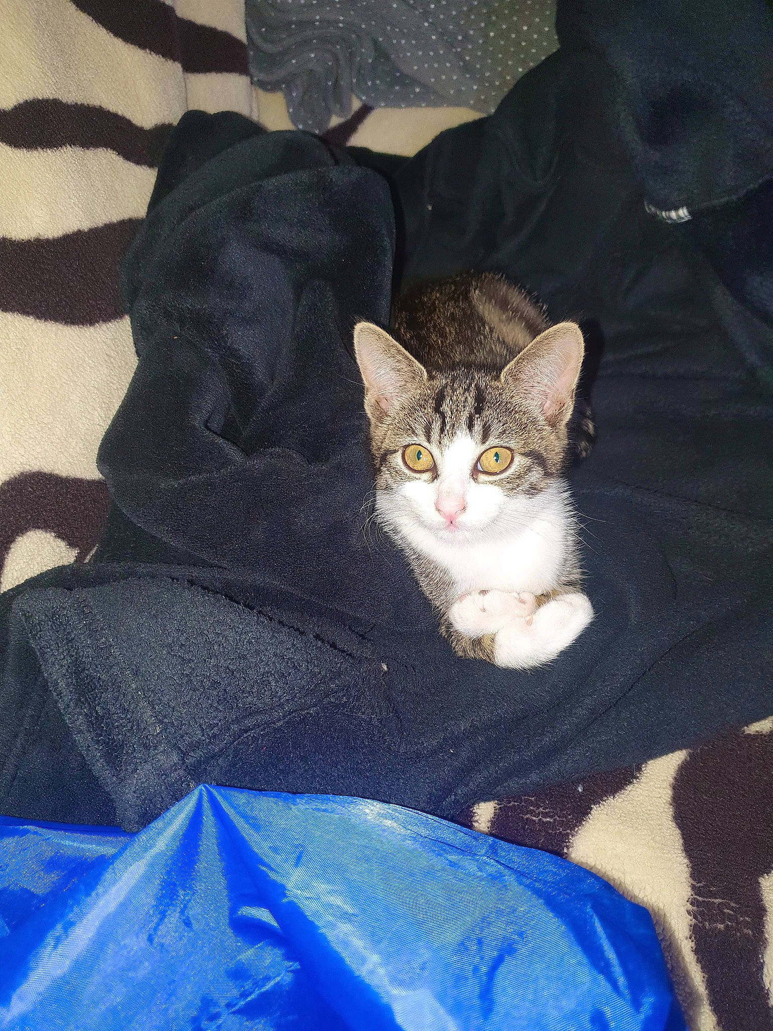 Kitty participe au concours pour gagner de l'argent avec cette photo : blue, carnivore, cat, claw, comfort, domestic_short_haired_cat, electric_blue, fawn, felidae, fur, grey, linens, pattern, paw, sitting, small_to_medium_sized_cats, tail, whiskers