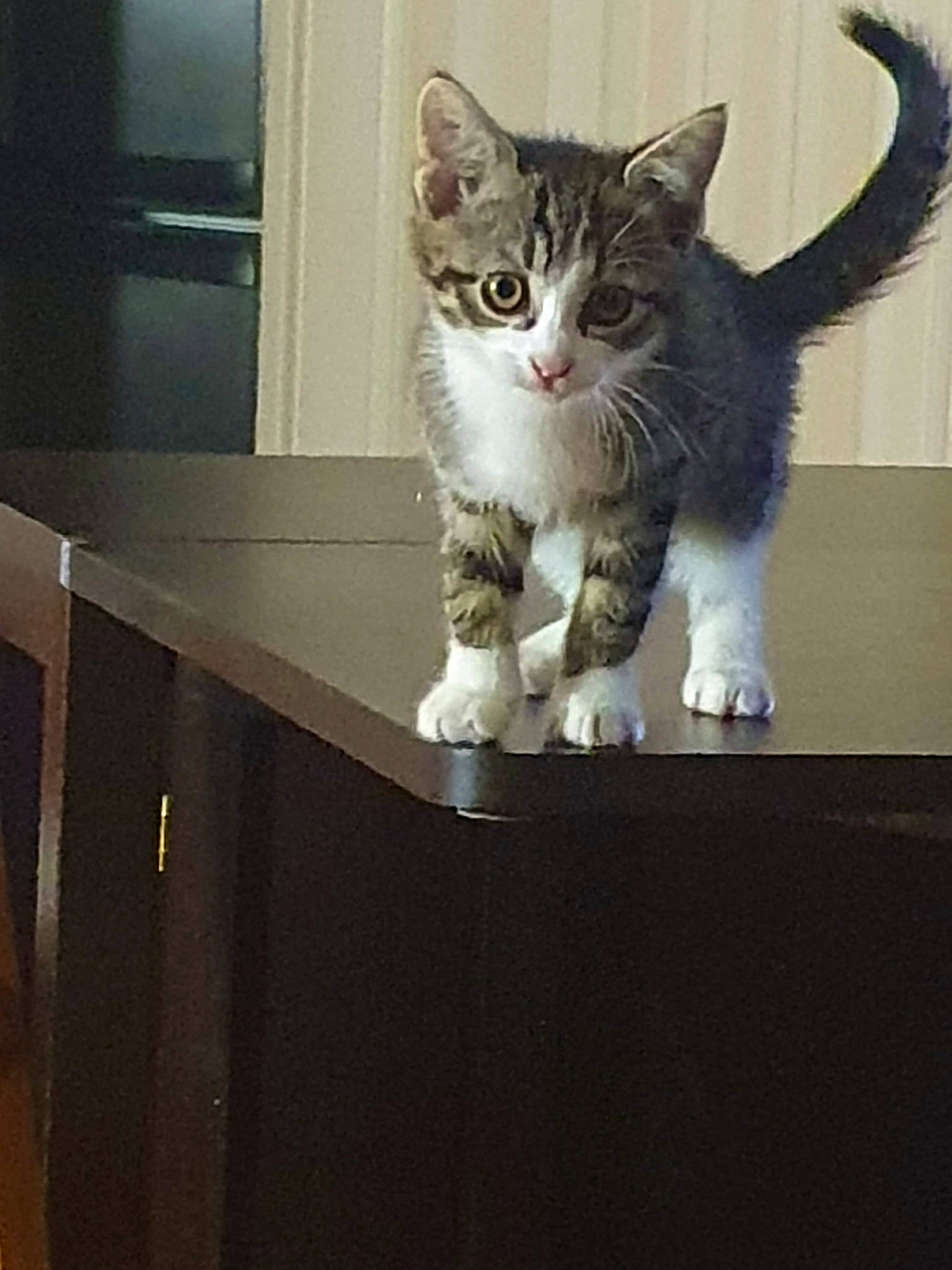 Kitty participe au concours pour gagner de l'argent avec cette photo : box, carnivore, cat, claw, domestic_short_haired_cat, door, drawer, felidae, fur, metal, paw, shelf, small_to_medium_sized_cats, tail, whiskers, window, wood