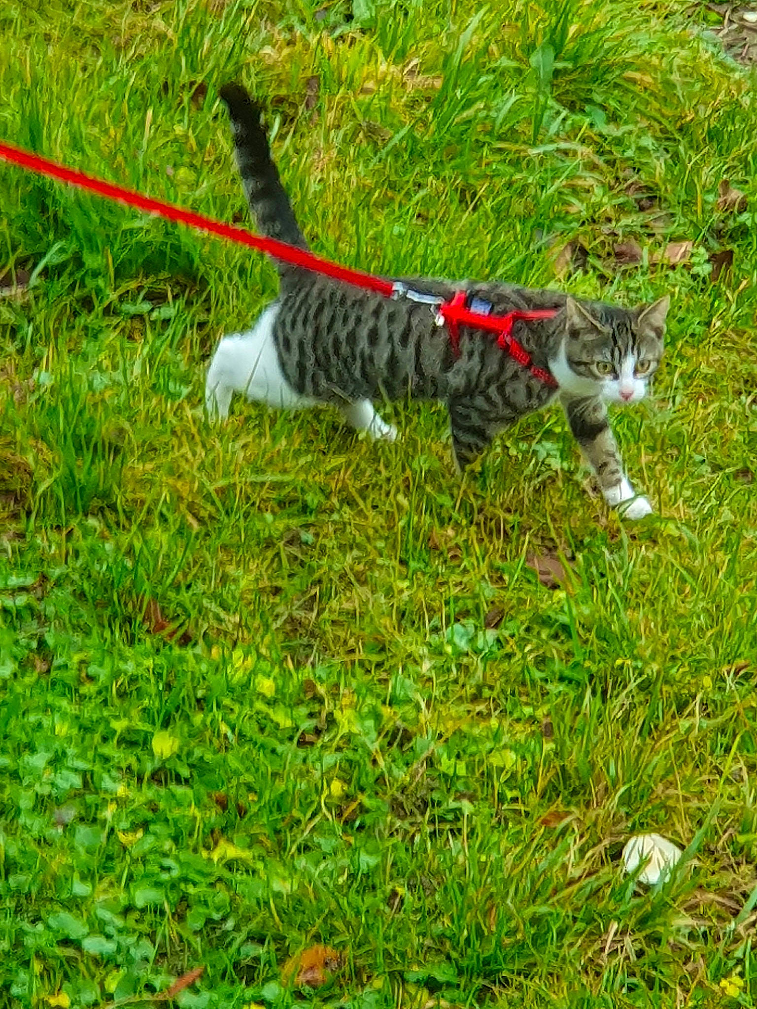 Kitty participe au concours pour gagner de l'argent avec cette photo : cat, domestic_short_haired_cat, felidae, fur, grass, grassland, groundcover, lawn, leash, pasture, plant, recreation, shotgun, shrub, small_to_medium_sized_cats, tail, terrestrial_animal, whiskers, wildlife