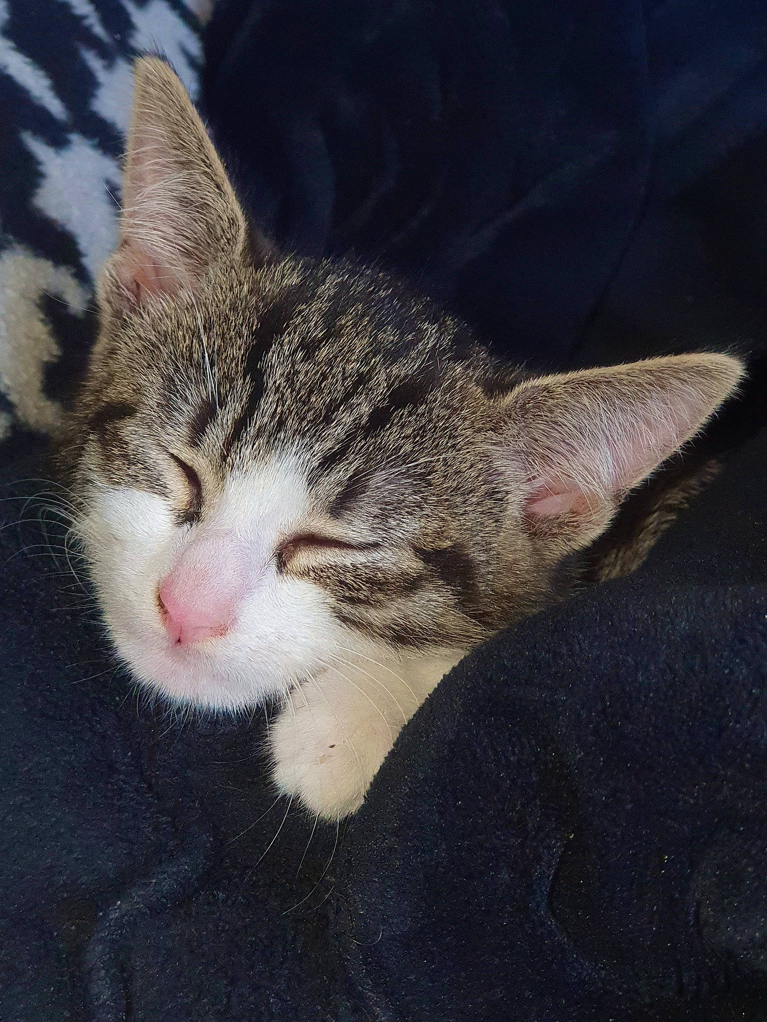 Kitty a rejoint le concours — aidez-le/la à gagner de superbes lots ! carnivore, cat, domestic_short_haired_cat, felidae, fur, grass, paw, small_to_medium_sized_cats, tail, terrestrial_animal, whiskers, wildlife