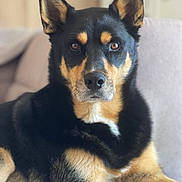 O Neal a rejoint le concours — aidez-le/la à gagner de superbes lots ! dog, pet, black_fur, tan_fur, ears, face, eyes, nose, couch, indoor, animal, canine, fur, portrait, sitting, looking_at_camera, domestic, companion, closeup, muzzle