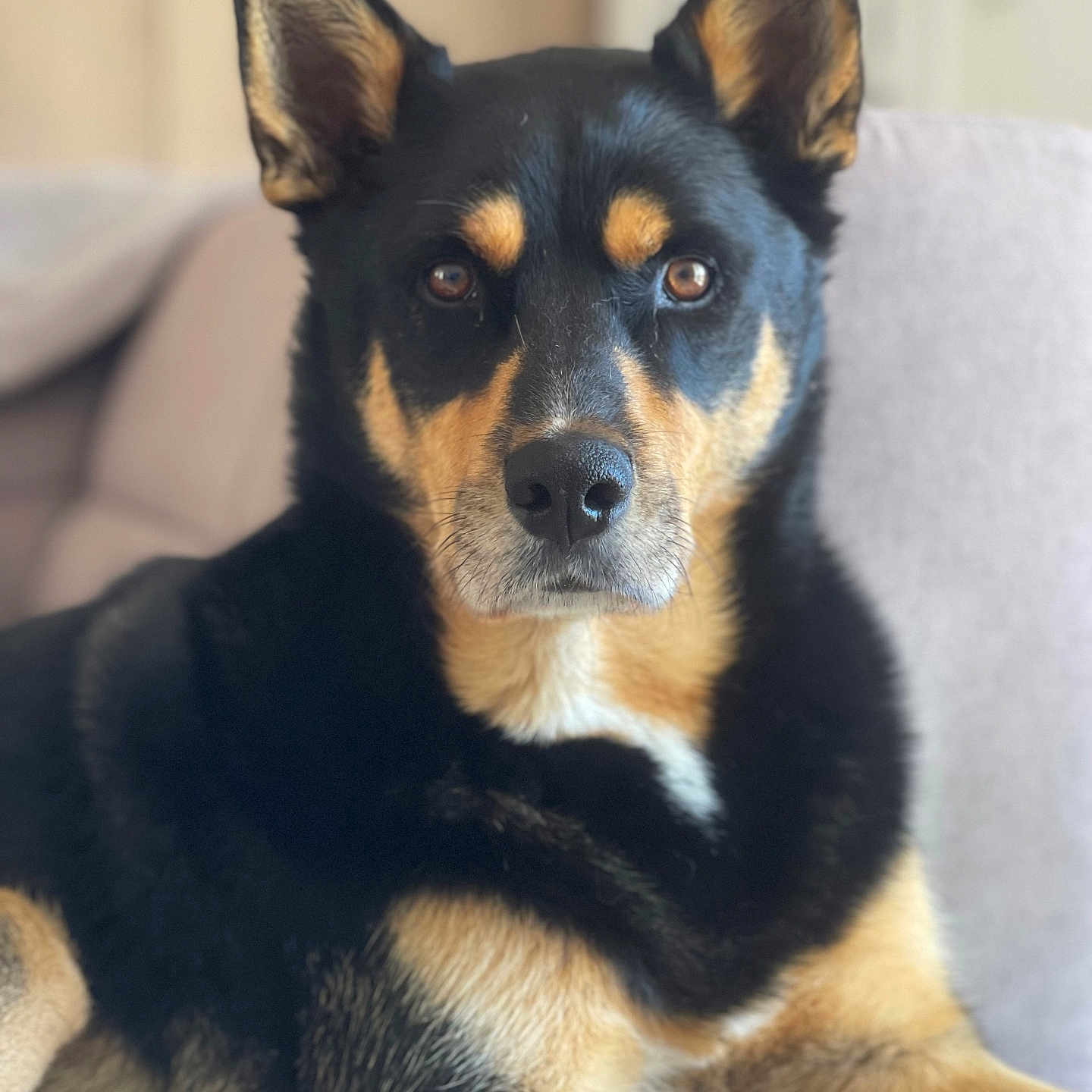 O Neal a rejoint le concours — aidez-le/la à gagner de superbes lots ! dog, pet, black_fur, tan_fur, ears, face, eyes, nose, couch, indoor, animal, canine, fur, portrait, sitting, looking_at_camera, domestic, companion, closeup, muzzle