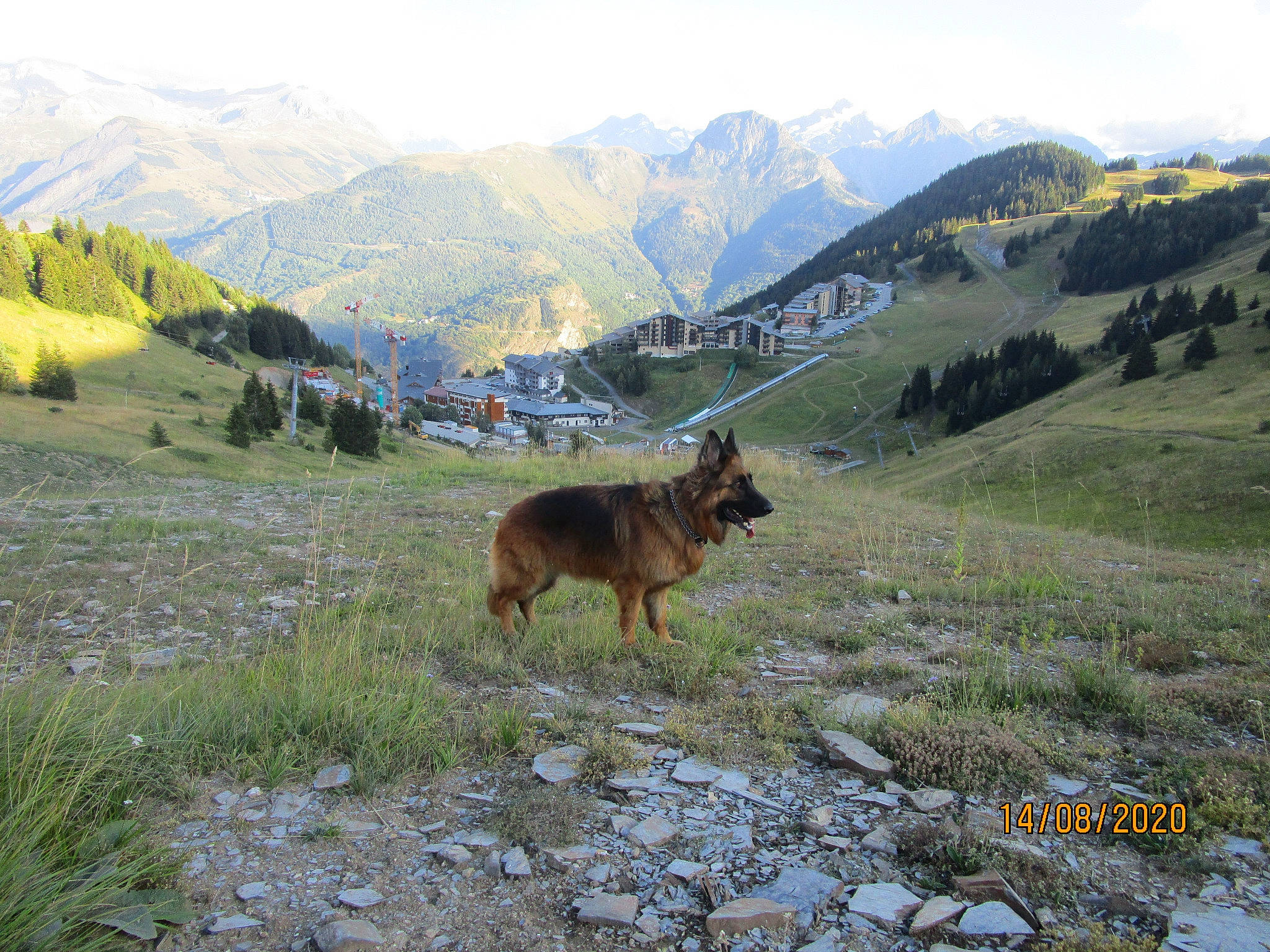 Lexcellence participe au concours pour gagner de l'argent avec cette photo : carnivore, dog, dog_breed, fawn, grass, grassland, hill, landscape, massif, mountain, mountain_range, mountainous_landforms, natural_landscape, pasture, plant, plateau, sky, slope, sporting_group, valley