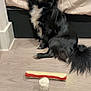 Sasuke is registered to the contest to win money with this photo: dog, black_dog, pet, indoor, wooden_floor, toy, chew_toy, bed, bedding, white_chest, small_glass, treat, sitting, fur, animal, companion, floor, domestic, cute, alert
