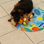 Tazz a rejoint le concours — aidez-le/la à gagner de superbes lots ! puppy, dog, german_shepherd, black_and_tan, pet, animal, fluffy, lying_down, toy, plush_toy, stuffed_animal, colorful_mat, fruit_pattern, indoor, tile_floor, playful, cute, portrait, brown_fur, black_fur