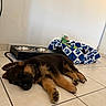 puppy, dog, sleeping, lying_down, black_and_tan, fur, animal, pet, indoor, tile_floor, food_bowls, blanket, toy, home, resting, relaxed, portrait, cute, domestic_animal, photography