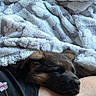 Tazz a rejoint le concours — aidez-le/la à gagner de superbes lots ! dog, puppy, sleeping, black_and_brown, fur, closed_eyes, nose, ears, blanket, fluffy, cozy, lap, human, cuddling, indoors, close_up, portrait, relaxed, resting, snuggle