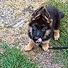 dog, puppy, german_shepherd, fluffy, black_and_tan, sitting, outdoors, grass, gravel, garden, animal, pet, leash, ears, blue_eyes, licking_nose, looking_at_camera, fur, cute, portrait