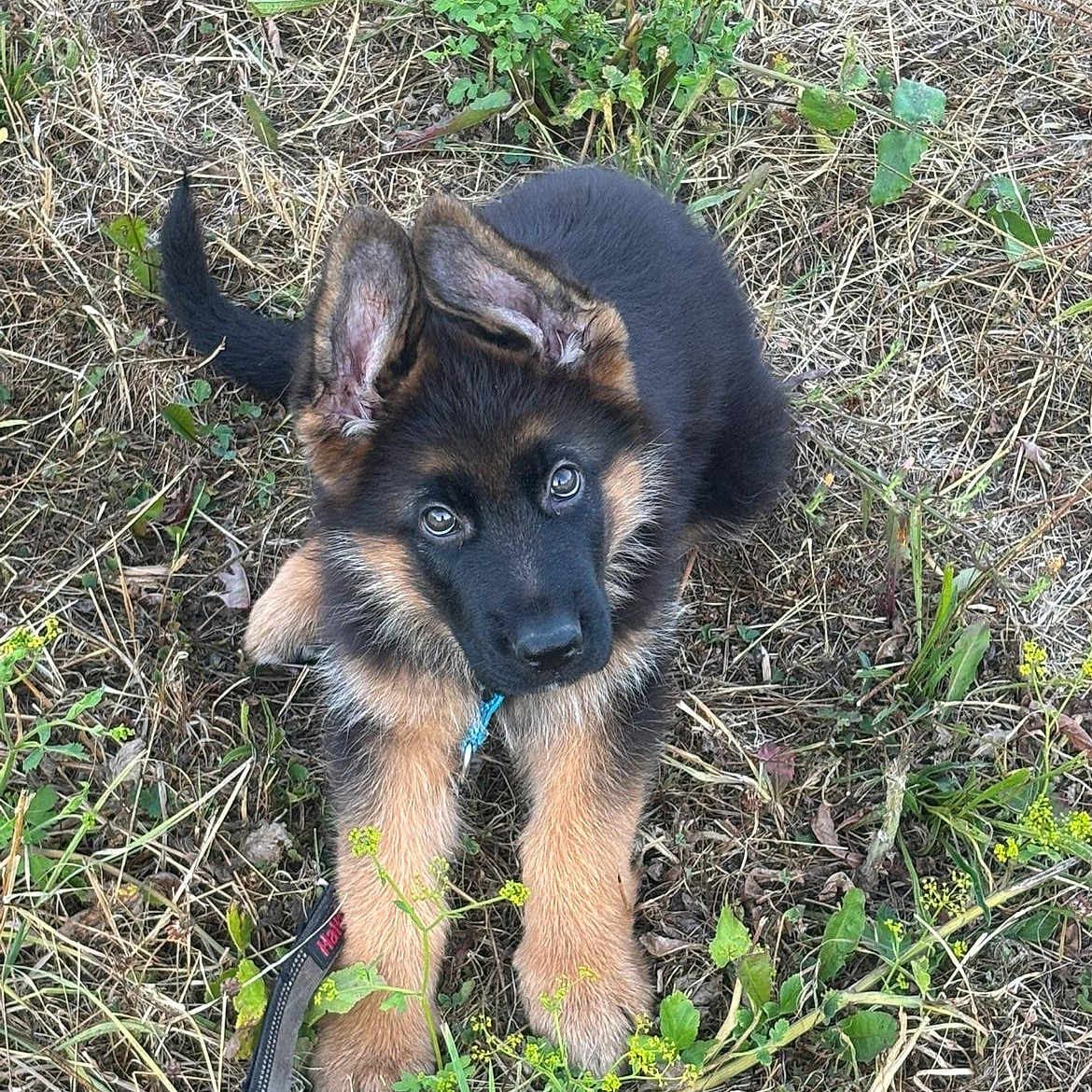 Tazz a rejoint le concours — aidez-le/la à gagner de superbes lots ! dog, puppy, german_shepherd, canine, fluffy, black_and_tan, outdoor, grass, meadow, lying_down, looking_at_camera, ears, tail, leash, portrait, cute, young_animal, nature, greenery, dry_grass