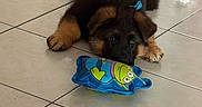 Tazz participe au concours pour gagner de l'argent avec cette photo : puppy, dog, german_shepherd, fluffy, brown_and_black, lying_down, face, eyes, ears, paws, blue_bow, toy, fish_toy, indoor, tile_floor, blanket, home, cute, pet, portrait
