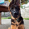 dog, puppy, german_shepherd, sitting, portrait, outdoor, backyard, patio, fluffy, black_and_tan, large_ears, pointed_ears, collar, leash, fur, pet, canine, looking_at_camera, trees, table