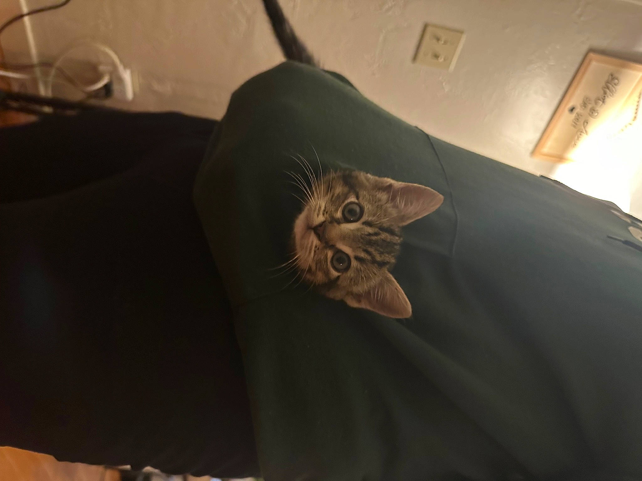 George joined the competition — help win amazing prizes! carnivore, cat, ceiling, comfort, domestic_short_haired_cat, felidae, flooring, fur, hardwood, lighting_accessory, linens, musical_instrument, picture_frame, plant, room, small_to_medium_sized_cats, tail, tints_and_shades, whiskers, wood