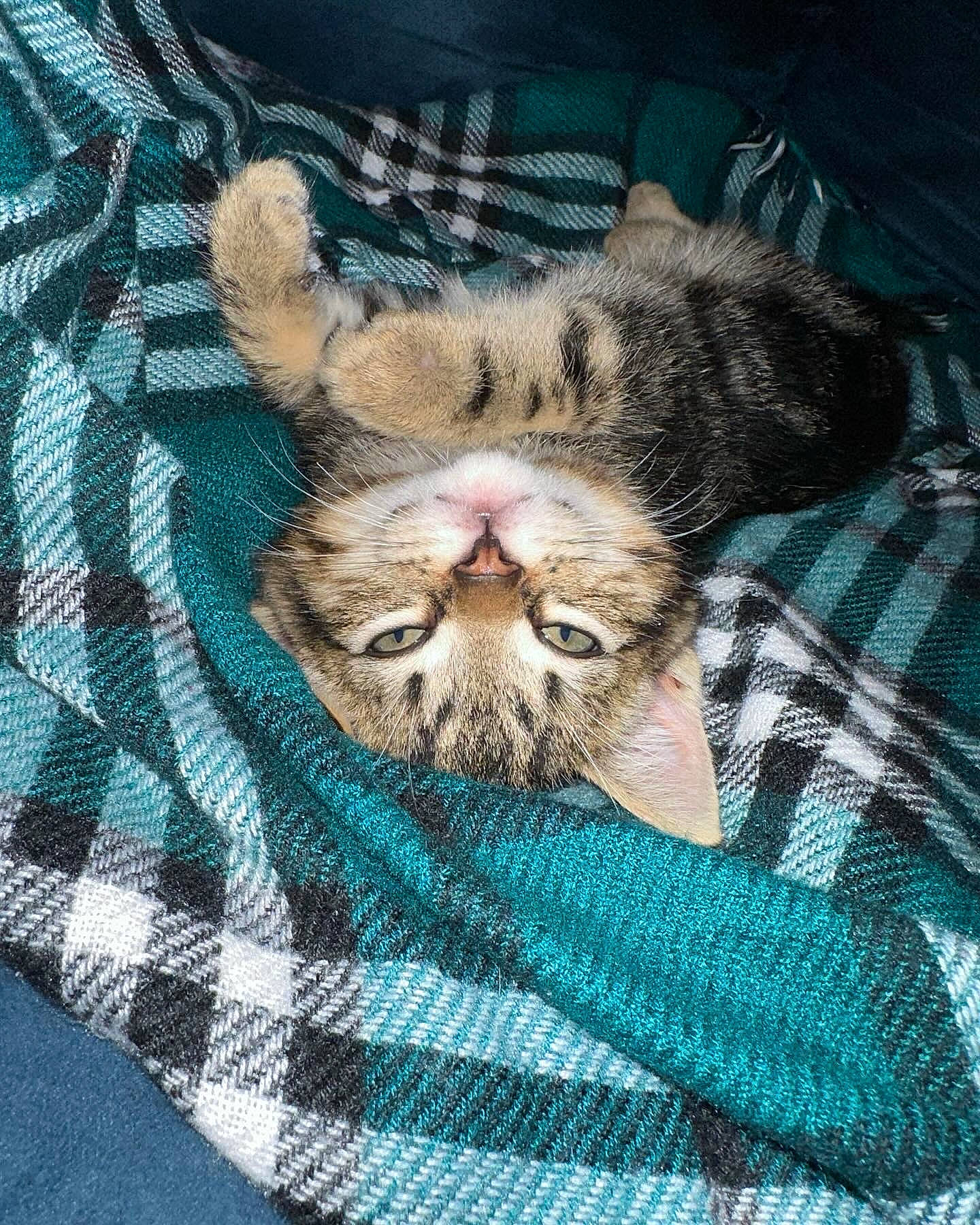 George is registered to the contest to win money with this photo: carnivore, cat, claw, comfort, domestic_short_haired_cat, felidae, fur, linens, nap, pattern, paw, sleep, small_to_medium_sized_cats, snout, terrestrial_animal, whiskers, wrinkle