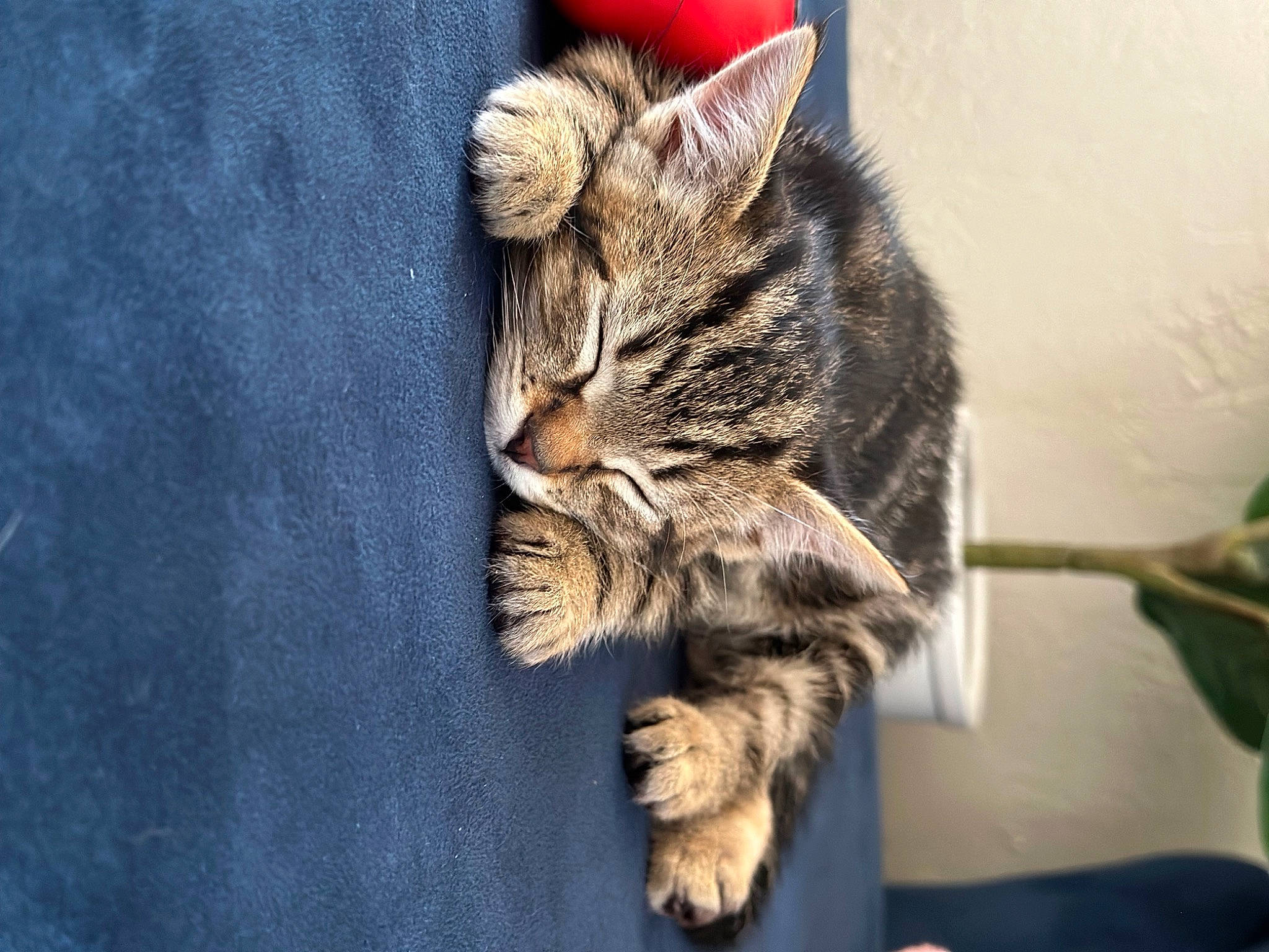 George is registered to the contest to win money with this photo: carnivore, cat, claw, domestic_short_haired_cat, felidae, fur, paw, plant, small_to_medium_sized_cats, snout, tail, terrestrial_animal, tree, whiskers, wildlife