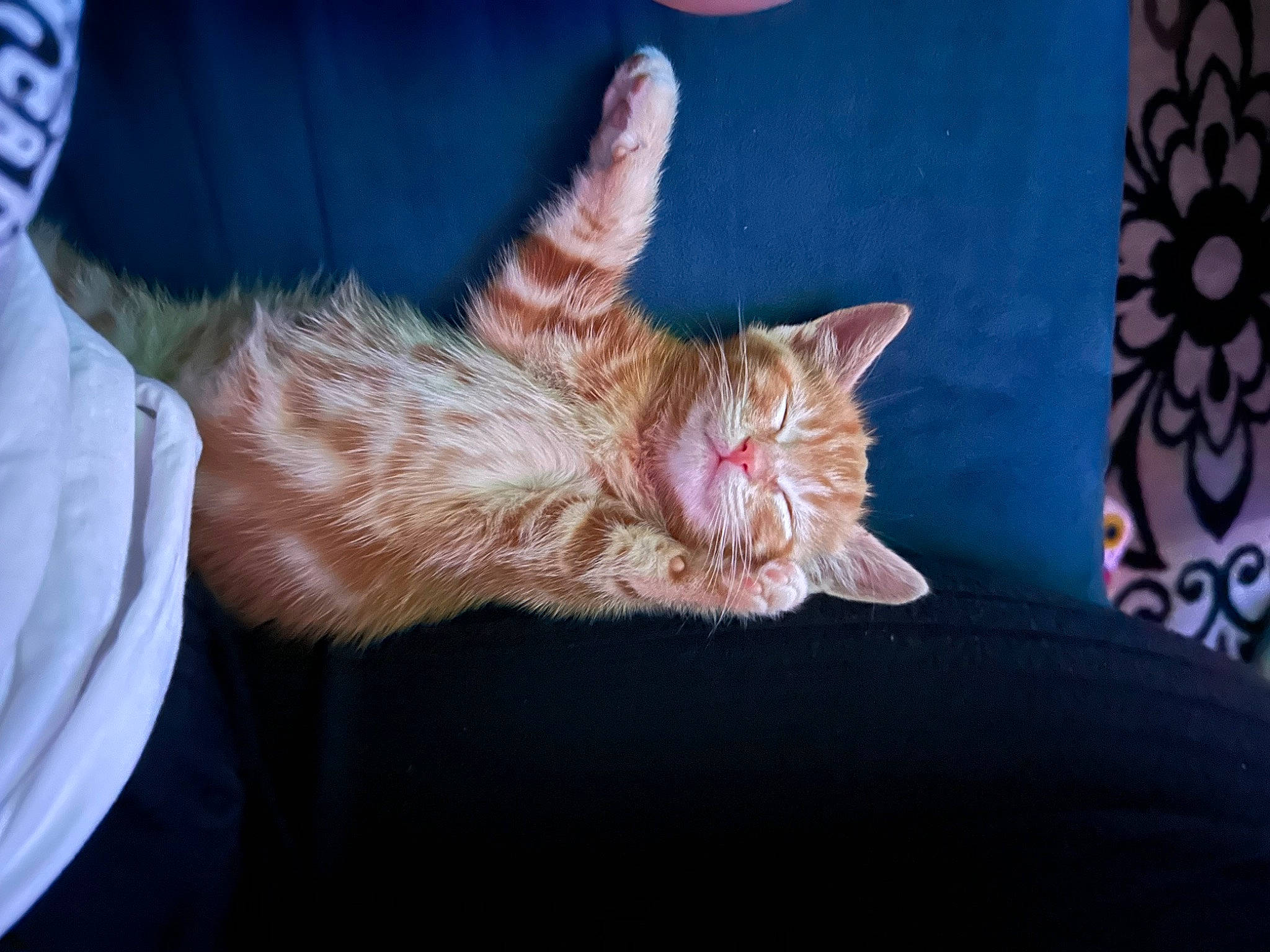 Penny is registered to the contest to win money with this photo: carnivore, cat, claw, comfort, domestic_short_haired_cat, fawn, felidae, foot, fur, gesture, human_leg, nap, paw, small_to_medium_sized_cats, snout, tail, whiskers