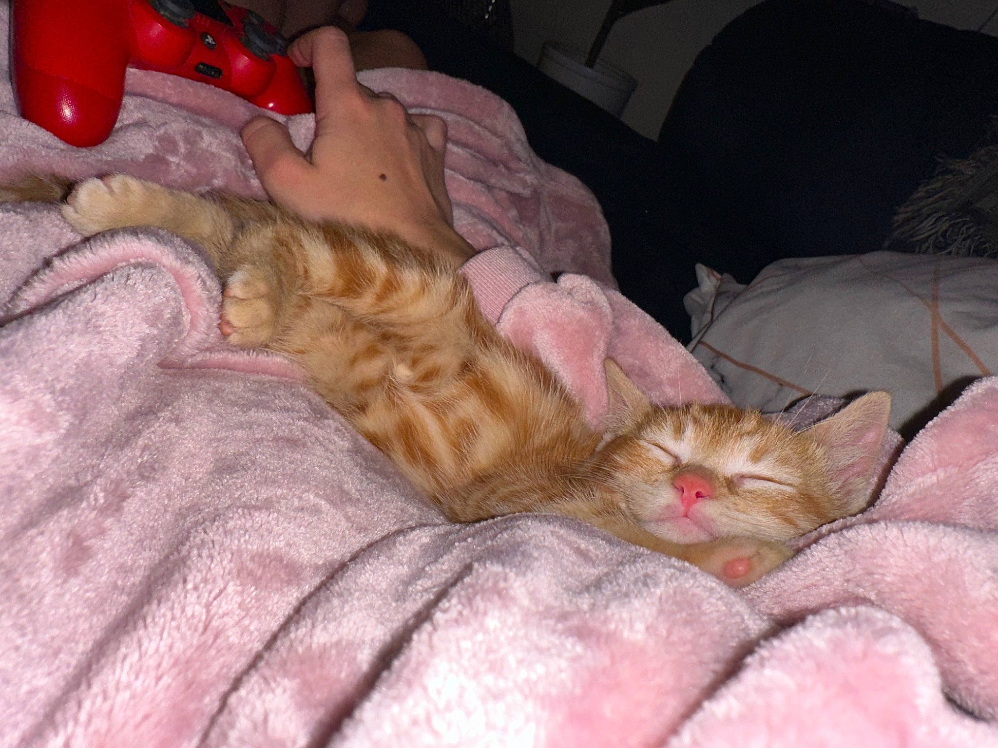 Penny joined the competition — help win amazing prizes! carmine, carnivore, cat, claw, comfort, couch, domestic_short_haired_cat, fawn, felidae, fur, human_leg, lap, linens, nail, nap, paw, room, small_to_medium_sized_cats, tail, whiskers