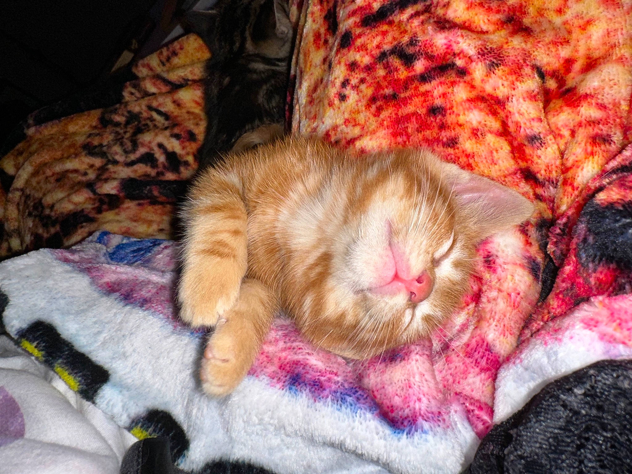 Penny joined the competition — help win amazing prizes! canidae, carnivore, cat, claw, comfort, domestic_short_haired_cat, fawn, felidae, fur, linens, magenta, nap, pattern, paw, plant, small_to_medium_sized_cats, tail, terrestrial_animal, textile, whiskers