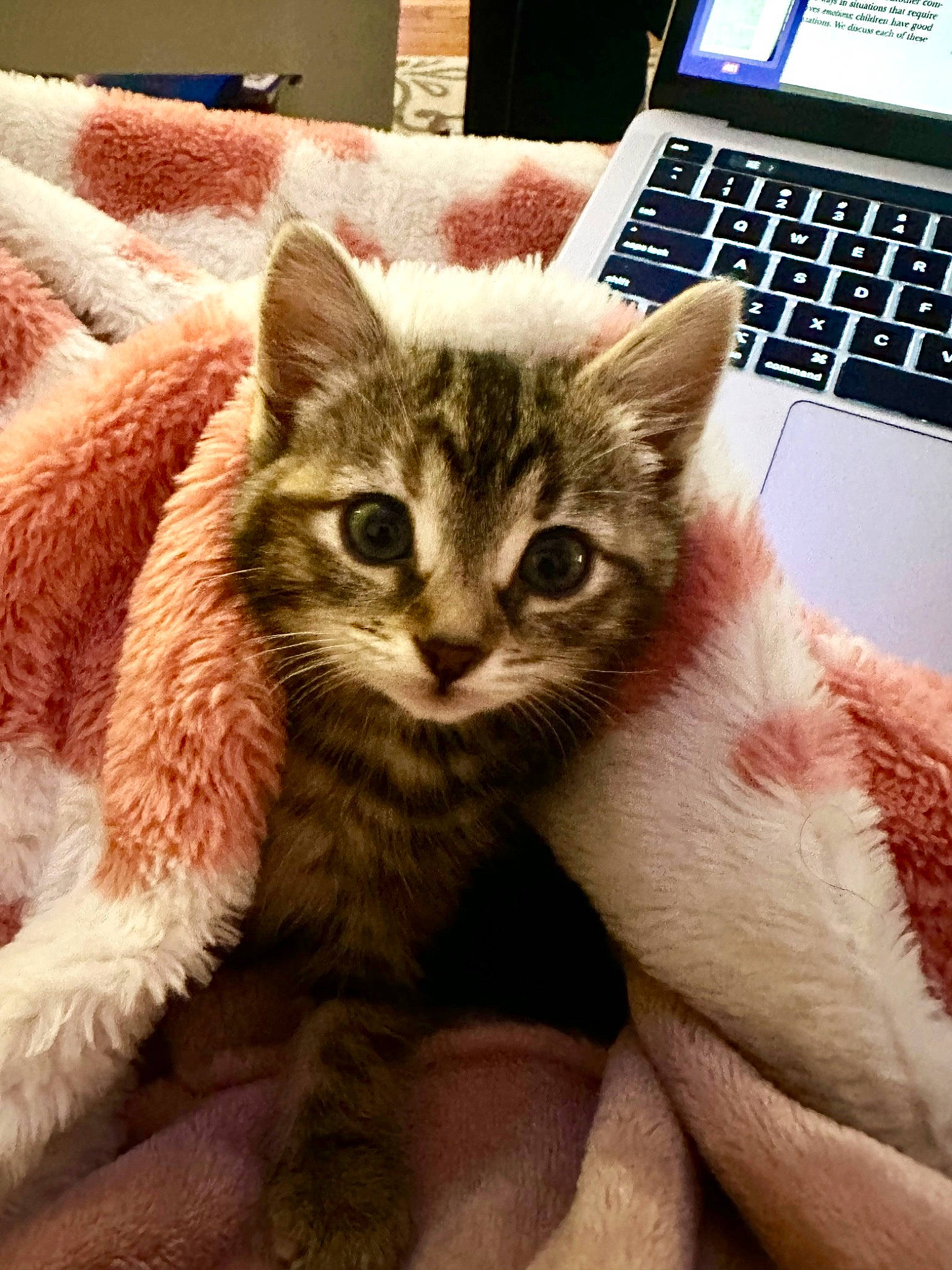 Princess joined the competition — help win amazing prizes! carnivore, cat, comfort, computer, couch, domestic_short_haired_cat, fawn, felidae, input_device, laptop, output_device, paw, peripheral, personal_computer, small_to_medium_sized_cats, snout, space_bar, tail, whiskers, window