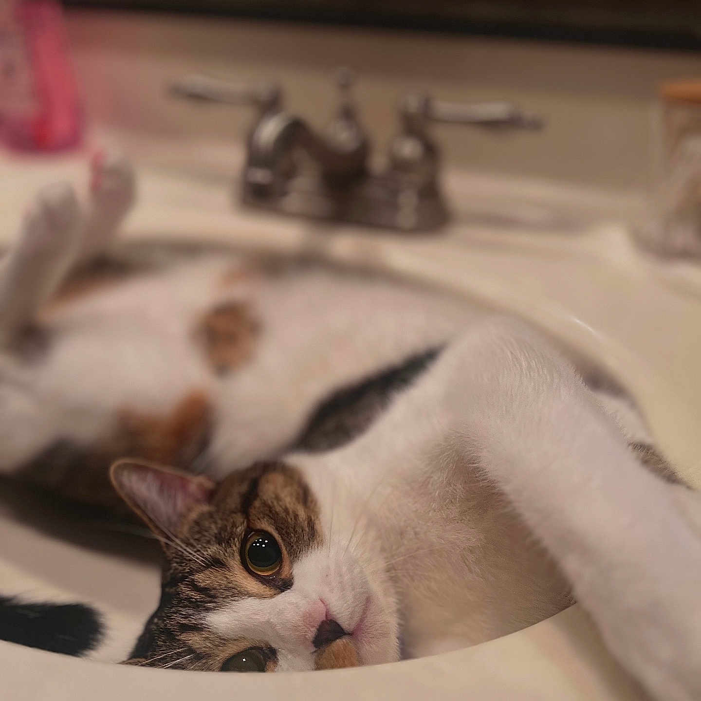 Tobi joined the competition — help win amazing prizes! abyssinian, animal, basin, bathing, bathtub, bodypart, bronze, cat, doublesink, hand, kitten, manx, person, pet, sink, sinkfaucet, tap, tub