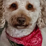 Lux is registered to the contest to win money with this photo: accessory, animal, bandana, canine, close_up, collar, curious, cute, dog, eyes, face, fluffy, fur, indoor, nose, pet, portrait, red, soft_focus, white