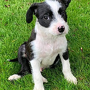Henry is registered to the contest to win money with this photo: puppy, dog, grass, black_and_white, pet, animal, cute, outdoor, young, fur, sitting, nature, ears, nose, eyes, adorable, mammal, canine, portrait, playful