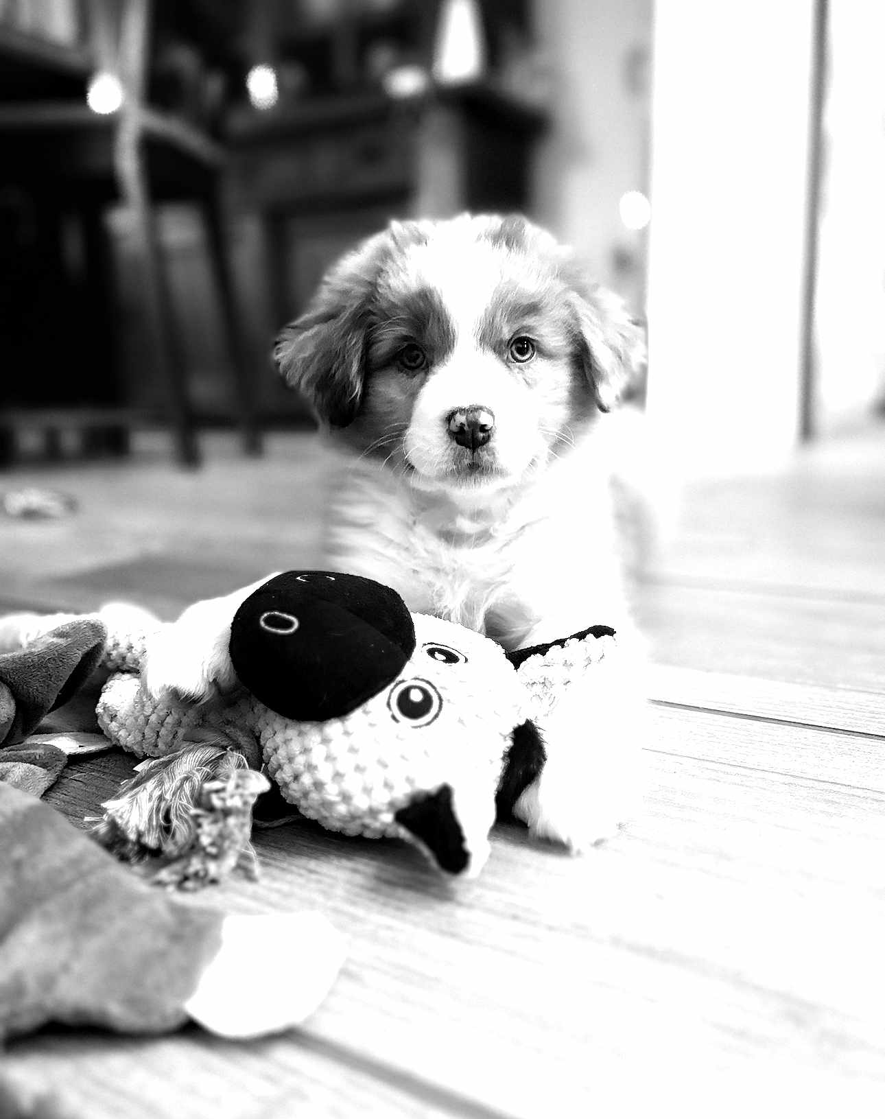 Alya participe au concours pour gagner de l'argent avec cette photo : puppy, dog, toy, plush_toy, floor, wooden_floor, indoor, cute, pet, animal, black_and_white, blurred_background, soft_focus, face, ears, eyes, fur, lying_down, domestic_animal, playful