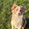 Alya a rejoint le concours — aidez-le/la à gagner de superbes lots ! attentive, australian_shepherd, blue_eyes, close_up, cute, dog, ears, fur, grass, nature, nose, outdoor, paws, pet, portrait, puppy, red_merle, shallow_depth_of_field, sitting, sunlight