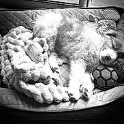 Alya a rejoint le concours — aidez-le/la à gagner de superbes lots ! puppy, dog_bed, blanket, plush_toy, sleeping, cozy, indoor, wooden_floor, pet, animal, relaxing, cute, fur, resting, comfort, black_and_white, home, soft, toy, peaceful