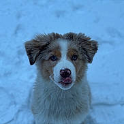 Alya participe au concours pour gagner de l'argent avec cette photo : adorable, blue_eyes, cold, cute, dog, ears, fur, looking_up, nose, outdoors, paws, pet, portrait, puppy, sitting, snow, snowflakes, tongue_out, whiskers, winter