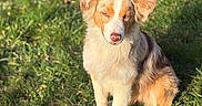 Alya participe au concours pour gagner de l'argent avec cette photo : australian_shepherd_like, bokeh, canine, cute, dog, ears, fur, gaze, grass, greenery, nature, nose, outdoor, park, paw, pet, portrait, shadow, sitting, sunlight