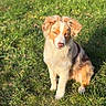 australian_shepherd_like, bokeh, canine, cute, dog, ears, fur, gaze, grass, greenery, nature, nose, outdoor, park, paw, pet, portrait, shadow, sitting, sunlight
