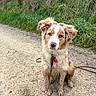 Alya a rejoint le concours — aidez-le/la à gagner de superbes lots ! blue_eyes, canine, collar, cute, dirt, dog, ears, fur, grass, id_tag, leash, looking_at_camera, muddy, outdoor, path, pavement, portrait, rural, sitting, wet