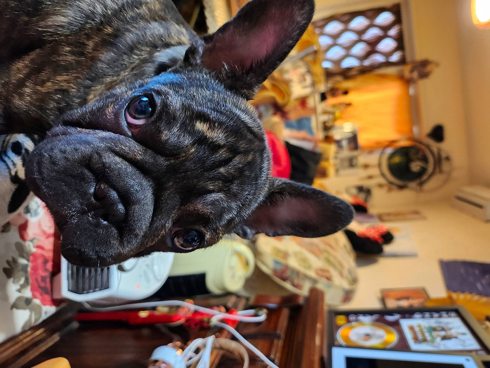 Duke joined the competition — help win amazing prizes! canidae, carmine, carnivore, collar, companion_dog, dog, dog_breed, dog_collar, ear, fawn, fur, non_sporting_group, pet_supply, snout, sporting_group, terrestrial_animal, toy_dog, whiskers, working_animal, wrinkle