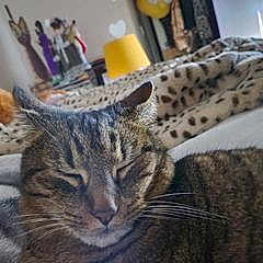 Tigar