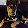 Coco joined the competition — help win amazing prizes! dog, pet, animal, canine, black_fur, tan_fur, leash, collar, couch, indoor, relaxed, ears_up, alert, portrait, close_up, sitting, paw, brown, fur, looking
