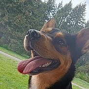 Coco is registered to the contest to win money with this photo: dog, tongue_out, happy, outdoor, grass, trees, pet, canine, collar, nature, animal, close_up, smiling, ears_up, daylight, muzzle, fur, black_and_tan, park, playful