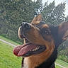 dog, tongue_out, happy, outdoor, grass, trees, pet, canine, collar, nature, animal, close_up, smiling, ears_up, daylight, muzzle, fur, black_and_tan, park, playful