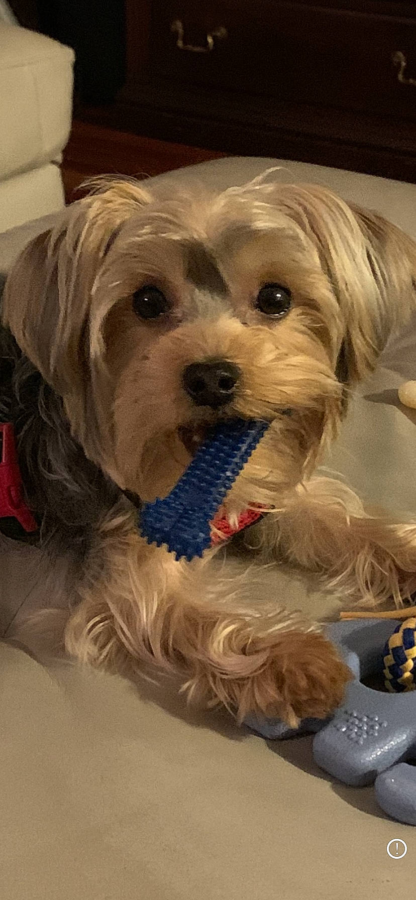 Bear joined the competition — help win amazing prizes! bolonka, canidae, carnivore, chinese_imperial_dog, companion_dog, dog, dog_breed, lhasa_apso, maltepoo, mammal, morkie, poodle_crossbreed, puppy, schnoodle, shih_tzu, snout, sporting_lucas_terrier, terrier, vertebrate, yorkshire_terrier