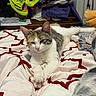cat, calico_cat, tabby_cat, gray_cat, pet, animal, feline, sleepy, relaxed, lying_down, crossed_paws, bed, bedroom, blanket, bedding, laundry, clothing, indoor, portrait, cute