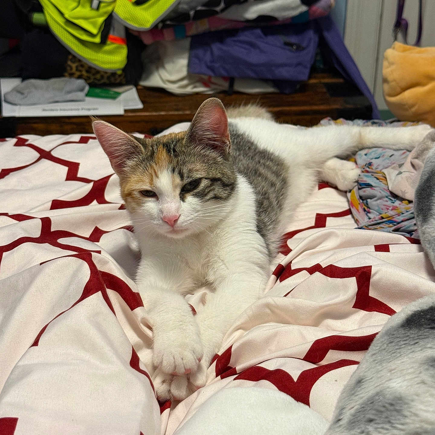 Lele