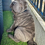 A Baloo participe au concours pour gagner de l'argent avec cette photo : dog, wrinkled_skin, curled_tail, collar, artificial_grass, fence, wall, outdoor, pet, sitting, grey_fur, sunlight, animal, canine, portrait, looking_back, close_up, domestic_animal, quiet, calm