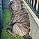 A Baloo