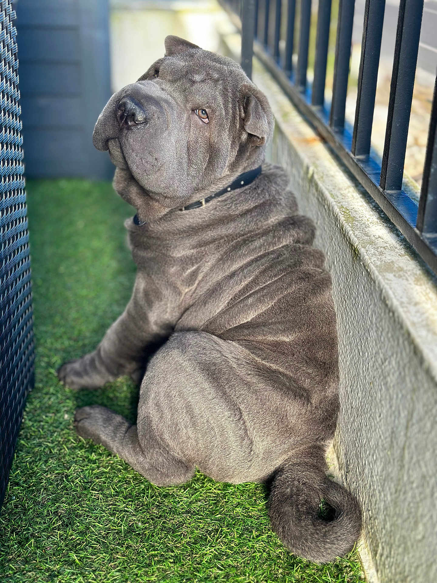 A Baloo