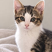 Biscotte participe au concours pour gagner de l'argent avec cette photo : kitten, cat, pet, animal, feline, young, cute, fur, whiskers, ears, eyes, portrait, indoor, blanket, soft, cozy, texture, closeup, domestic, adorable
