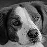 Roxanne a rejoint le concours — aidez-le/la à gagner de superbes lots ! dog, close_up, black_and_white, portrait, animal, pet, fur, ears, nose, whiskers, expression, face, canine, looking, outdoor, cute, muzzle, snout, soft, eyes