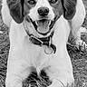 Roxanne participe au concours pour gagner de l'argent avec cette photo : dog, animal, pet, grass, ball, playful, collar, outdoor, canine, smiling, lying_down, black_and_white, fur, ears, tongue, happy, nature, muzzle, cheerful, portrait