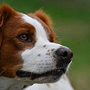 Roxanne a rejoint le concours — aidez-le/la à gagner de superbes lots ! dog, brown, white, close_up, side_profile, animal, pet, fur, snout, nose, ears, outdoor, nature, green_background, canine, portrait, looking_away, muzzle, whiskers, soft_focus