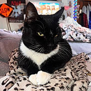 Sheba is registered to the contest to win money with this photo: cat, tuxedo_cat, black_and_white, pet, animal, feline, whiskers, blanket, cozy, indoor, resting, fur, ears, eyes, paw, home, living_room, decor, soft, cute