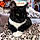 Sheba